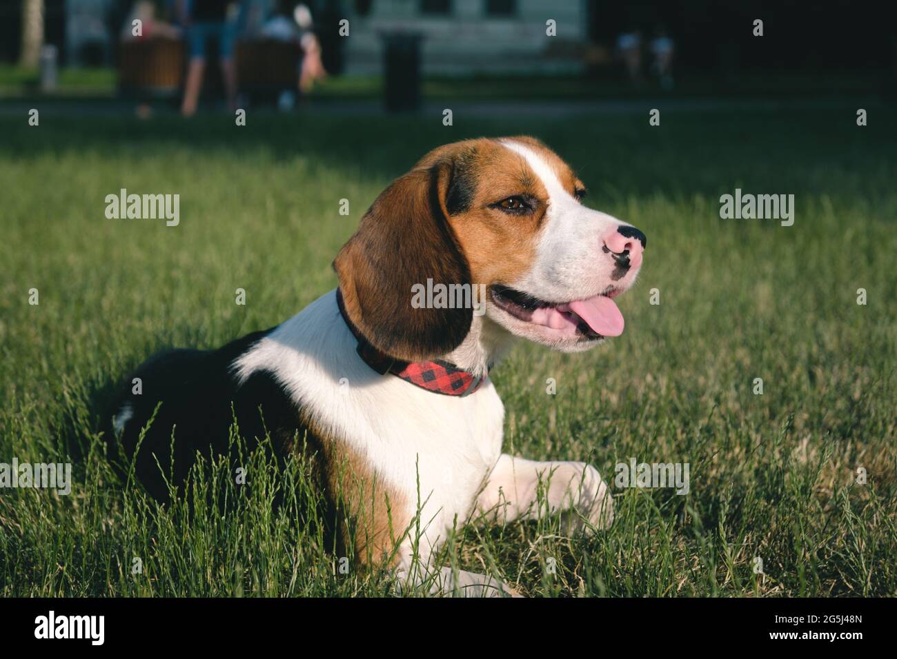 Beagle dog on the green grass. Outdoor portrait of a pedigree puppy on the lawn Stock Photo