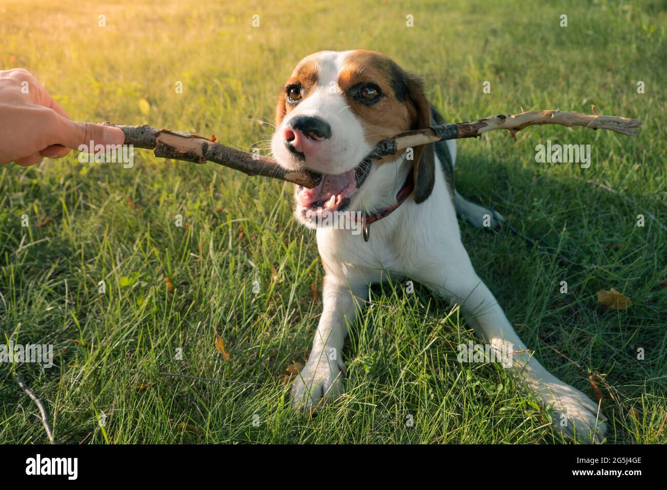 Beagle puppy playing with a stick, human point of view. Lifestyle with dogs outdoors, playtime
