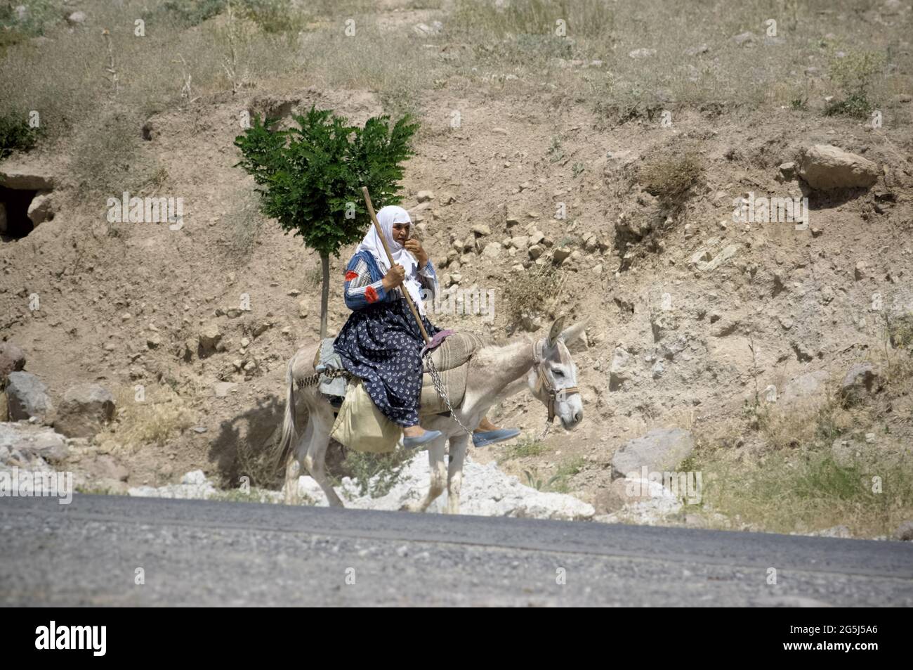 culture of turkey woman on a donkey in old traditional dress and headscarf Stock Photo