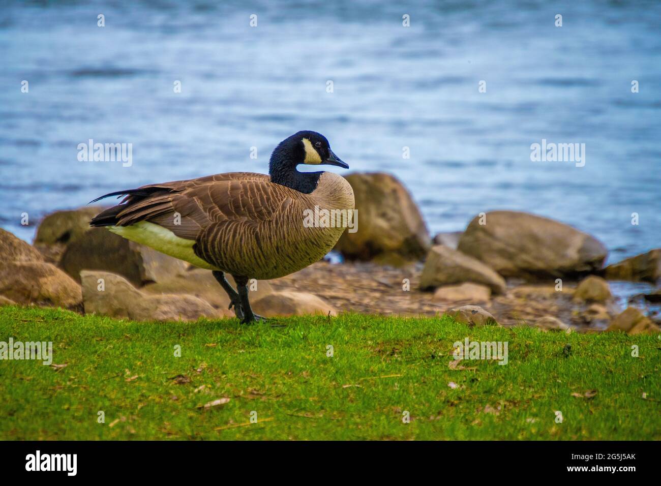 Canada Goose at RécréOPark in Québec Stock Photo Alamy