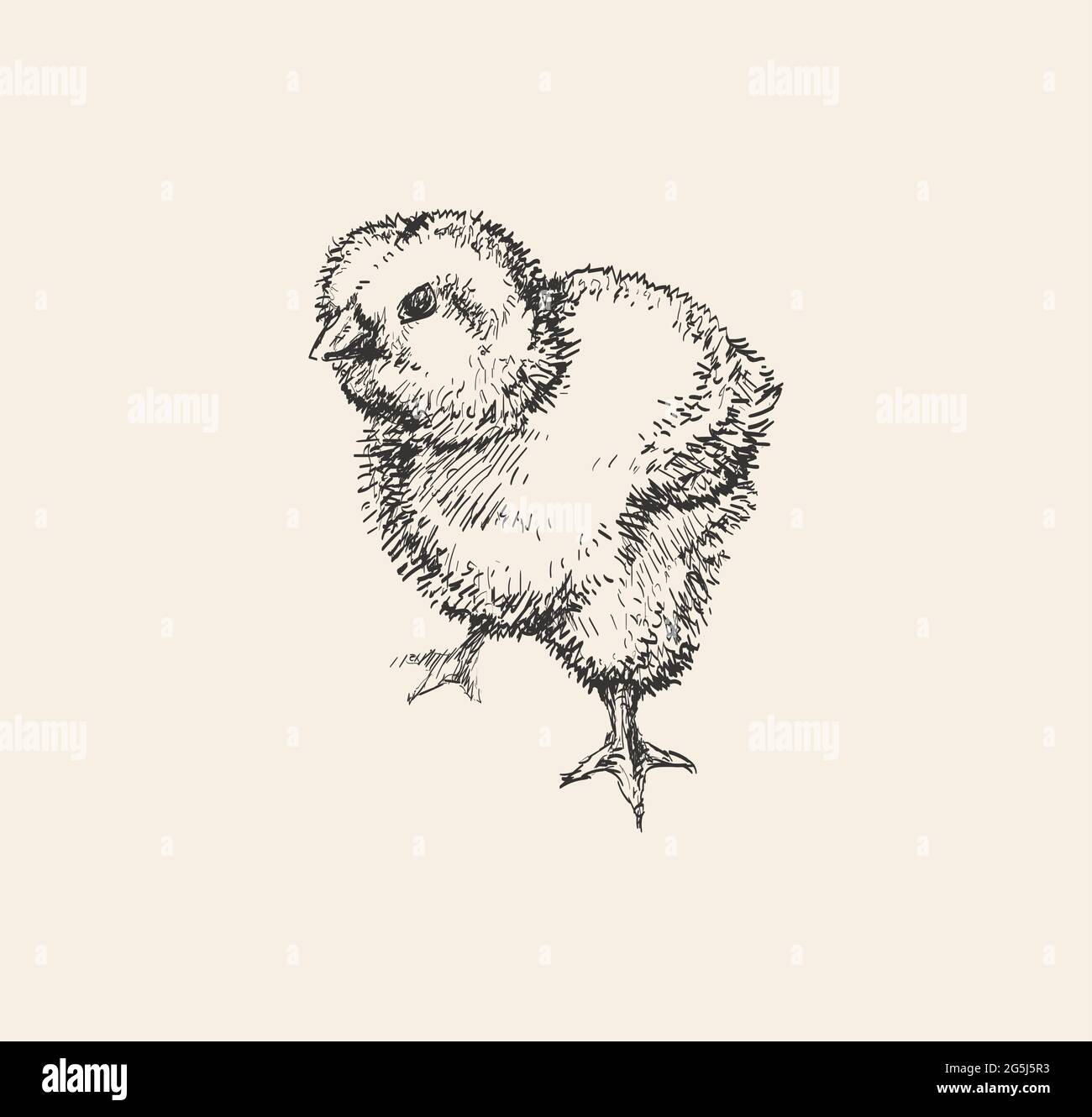 Chicken farm fresh eggs. Vector set of sketch design elements. Hand drawn  hen, poultry and little chicken Stock Vector | Adobe Stock