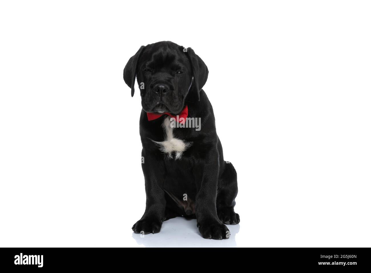 Cane corso hi-res stock photography and images - Alamy
