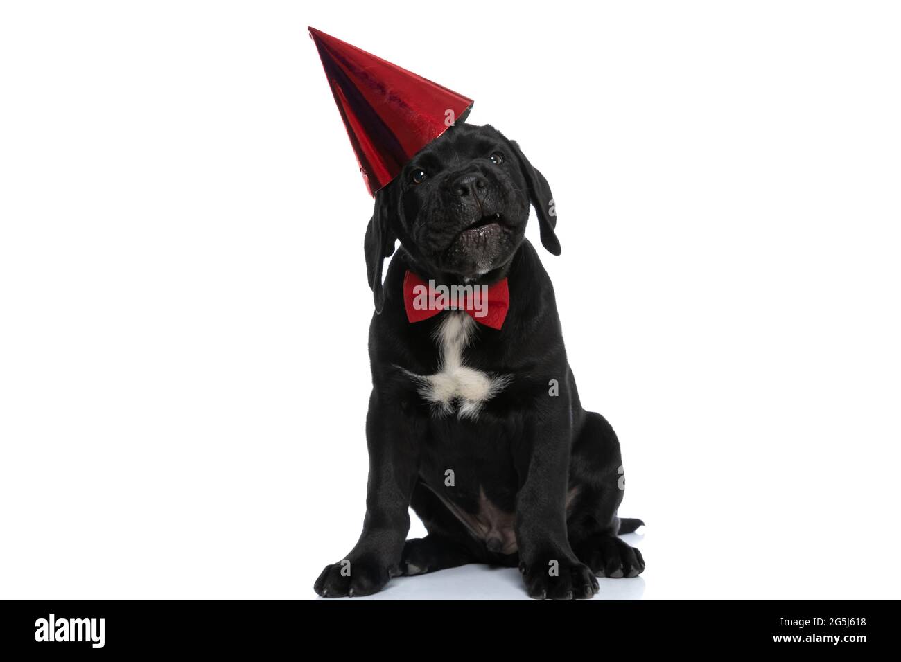 cute cane corso dog with a birthday hat falling off his head, wearing a