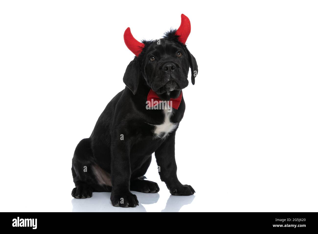 adorable cane corso dog sitting against white background and wearing