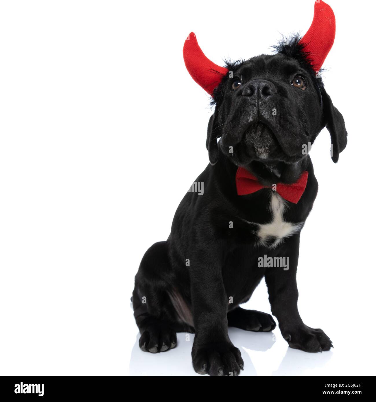 cute cane corso dog wearing devil horns and bowtie, looking up on white