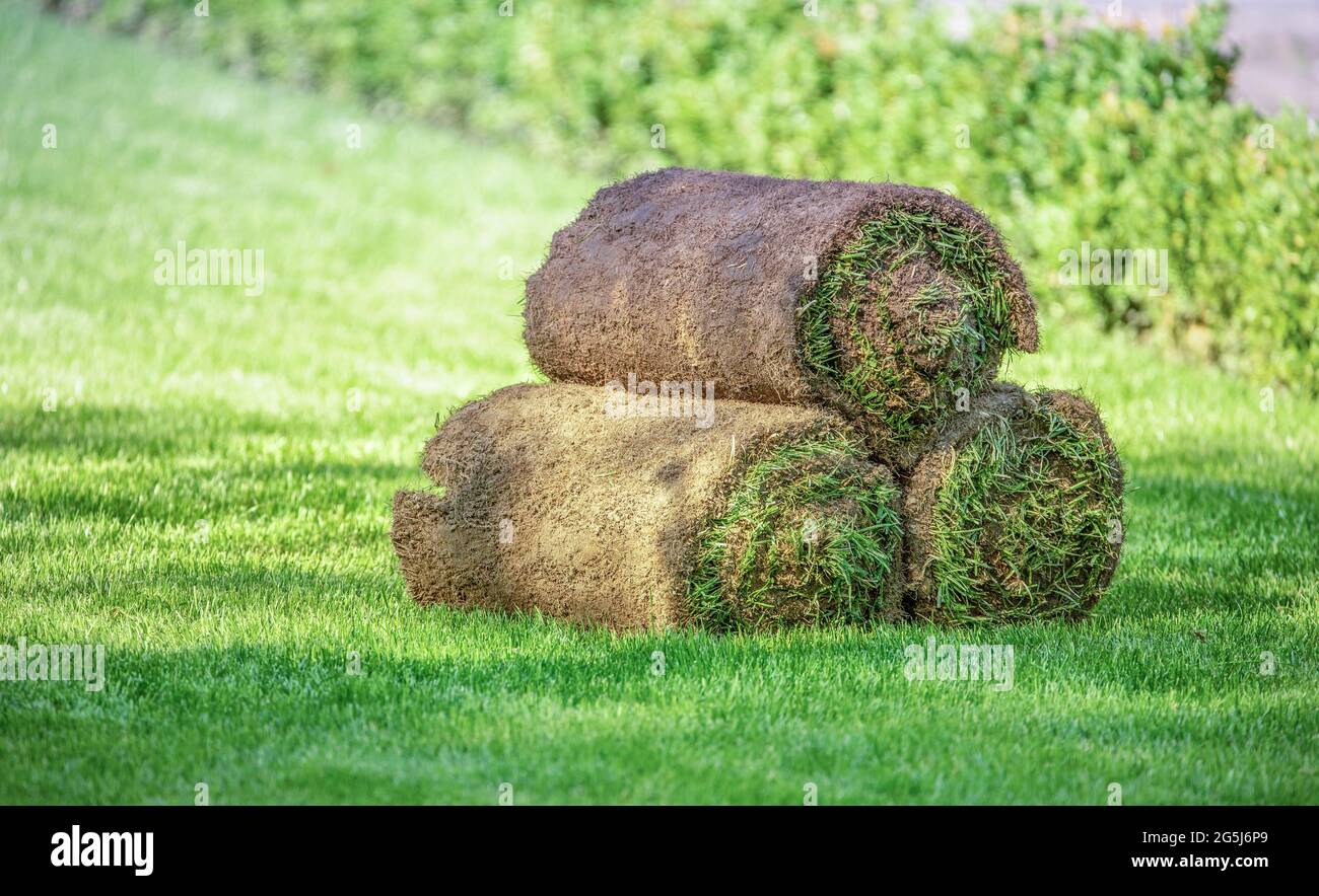 Three rolls of lawn grass on the lawn. Ready grass for use in