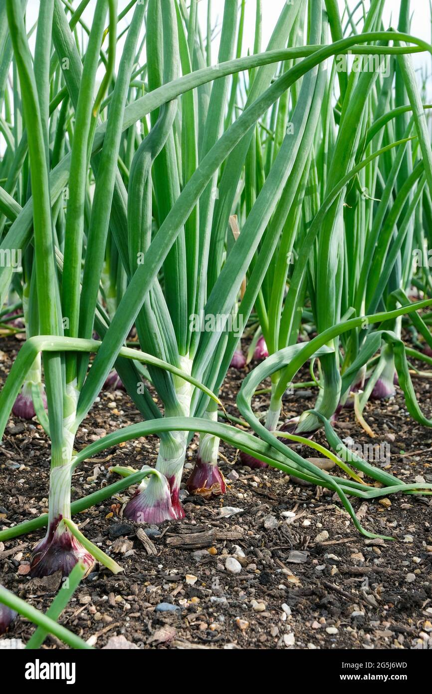Allium cepa 'Red Ray'. Onion 'Red Ray'. Row of red/maroon bulbs growing in a border. Onion Sets growing Stock Photo