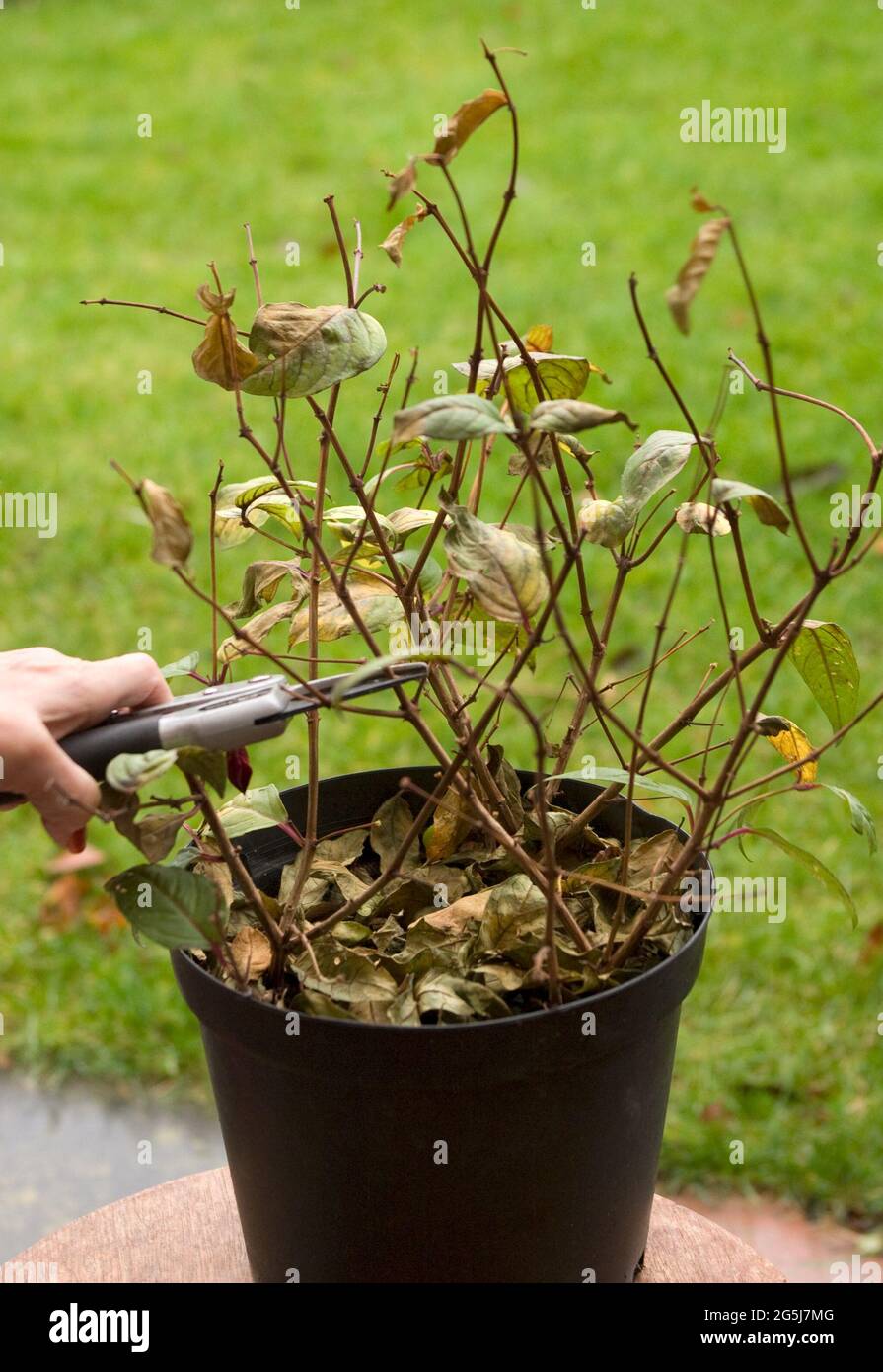 Pruning fuchsia ready for over wintering Stock Photo