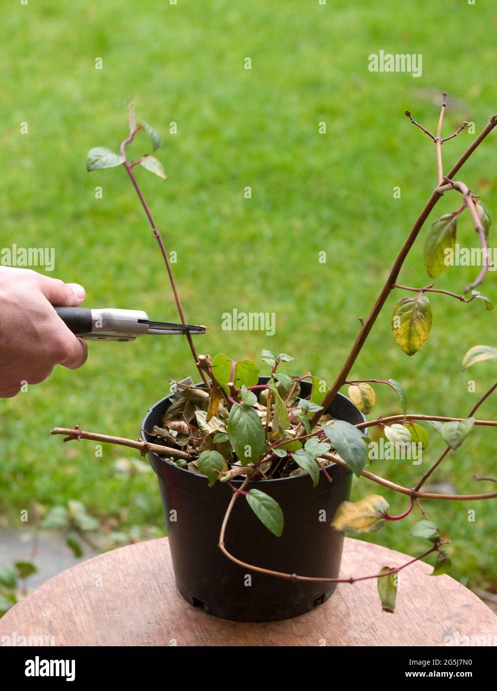 Pruning fuchsia ready for over wintering Stock Photo - Alamy