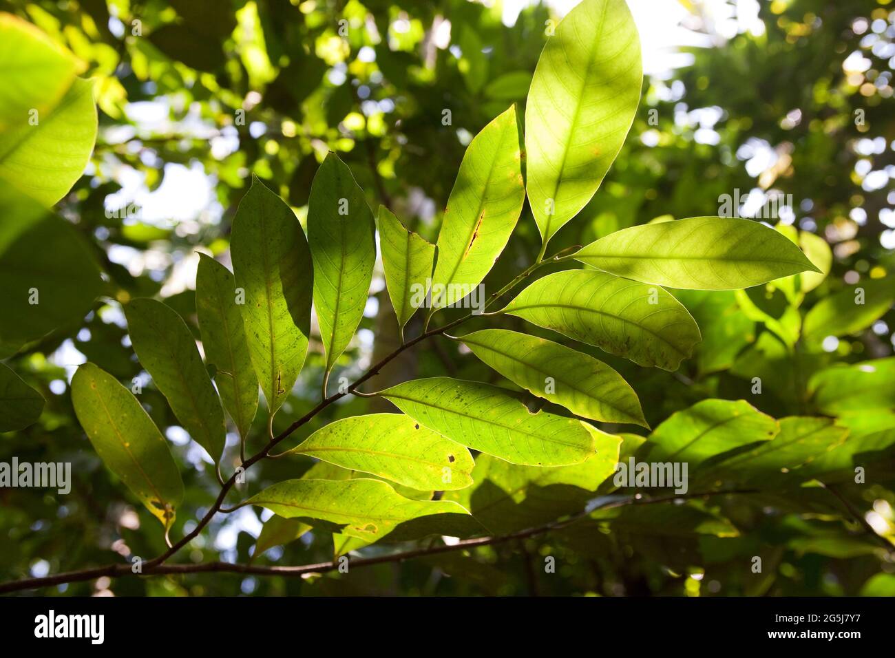 Nutmeg tree, Myristica fragrans Stock Photo
