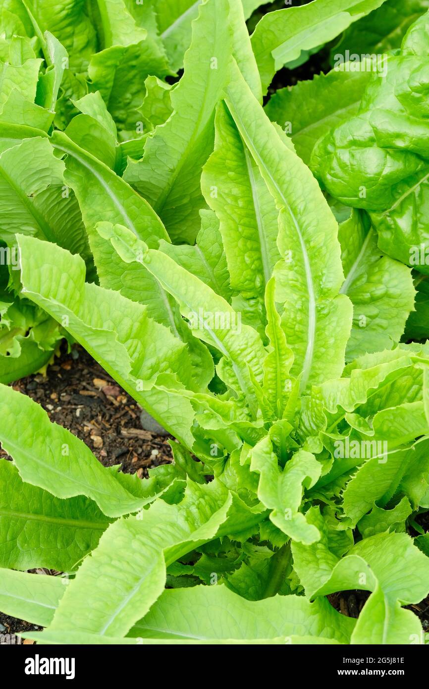 Celtuce, stem lettuce, celery lettuce, asparagus lettuce, or Chinese lettuce (wosun or qingsun). Lactuca sativa angustana, angustata or asparagina Stock Photo