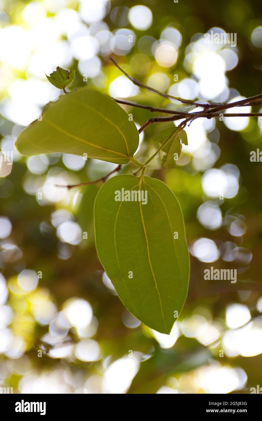 Indian Bay leaves on the Cinnamon Cinnamomum tejpata tree Stock Photo