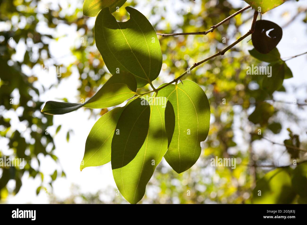 Indian Bay leaves on the Cinnamon Cinnamomum tejpata tree Stock Photo