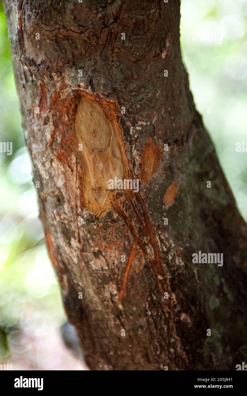 Cinnamon tree bark, Cinnamomum tejpata Stock Photo Alamy