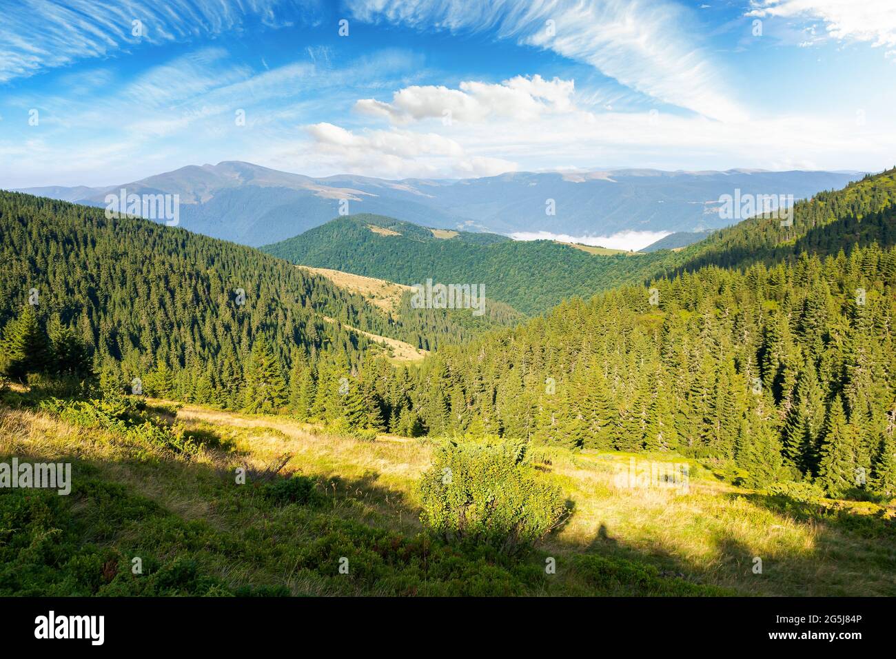 beautiful mountain landscape in morning light. coniferous forest on the steep hills. wonderful summer scenery of carpathians with gorgeous cloudscape Stock Photo