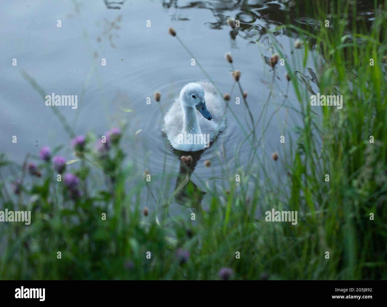 A cygnet in Hanbury, Worcestershire. Stock Photo