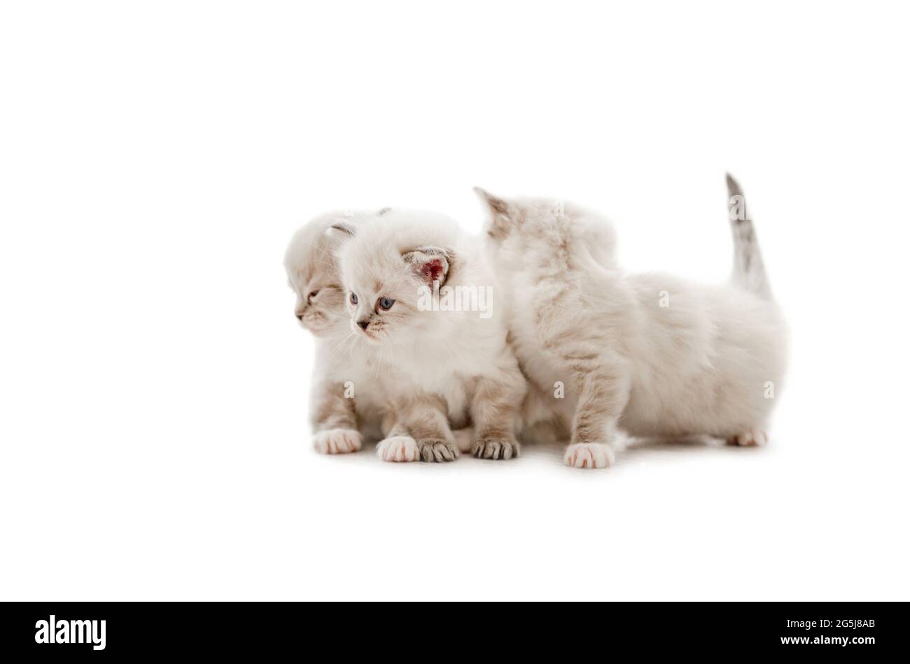 Ragdoll cat kittens isolated on white background Stock Photo - Alamy