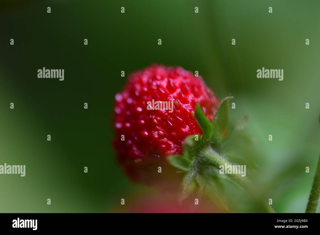 Ripe red strawberry on the stem in the bush Stock Photo - Alamy