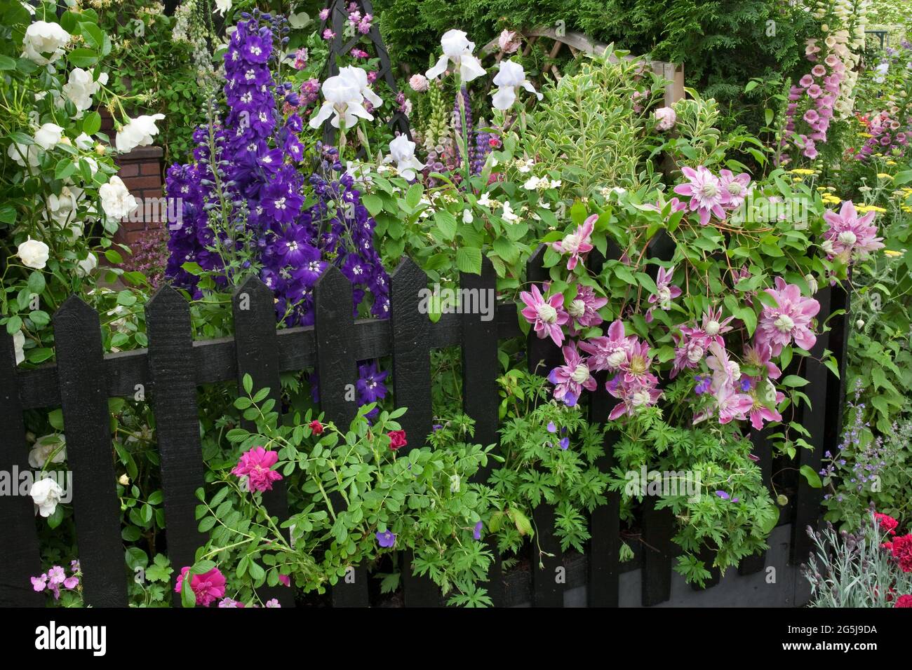 Delphinium King Arthur Group, Iris 'White City', Clematis 'Josephine' growing over black picket fence Stock Photo