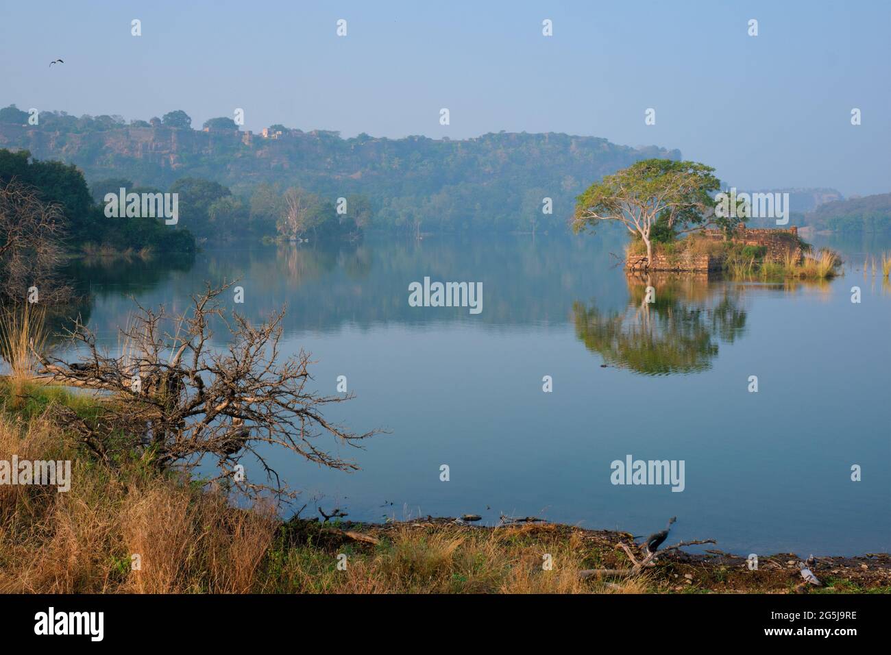 Serene morning on lake Padma Talao. Ranthambore National Park, Rajasthan, India Stock Photo