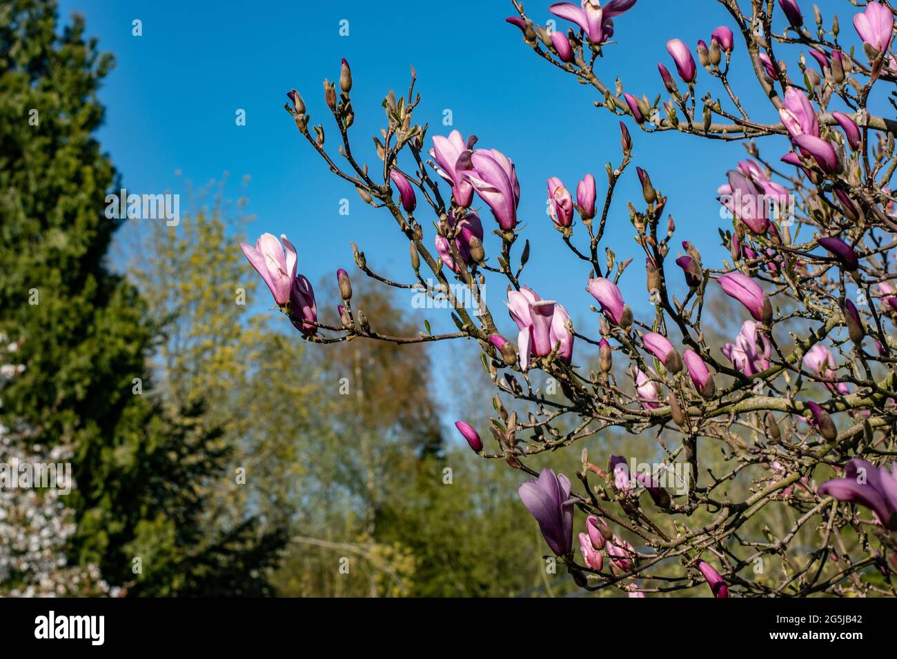Closeup shot of a Campbell's magnolia tree Stock Photo