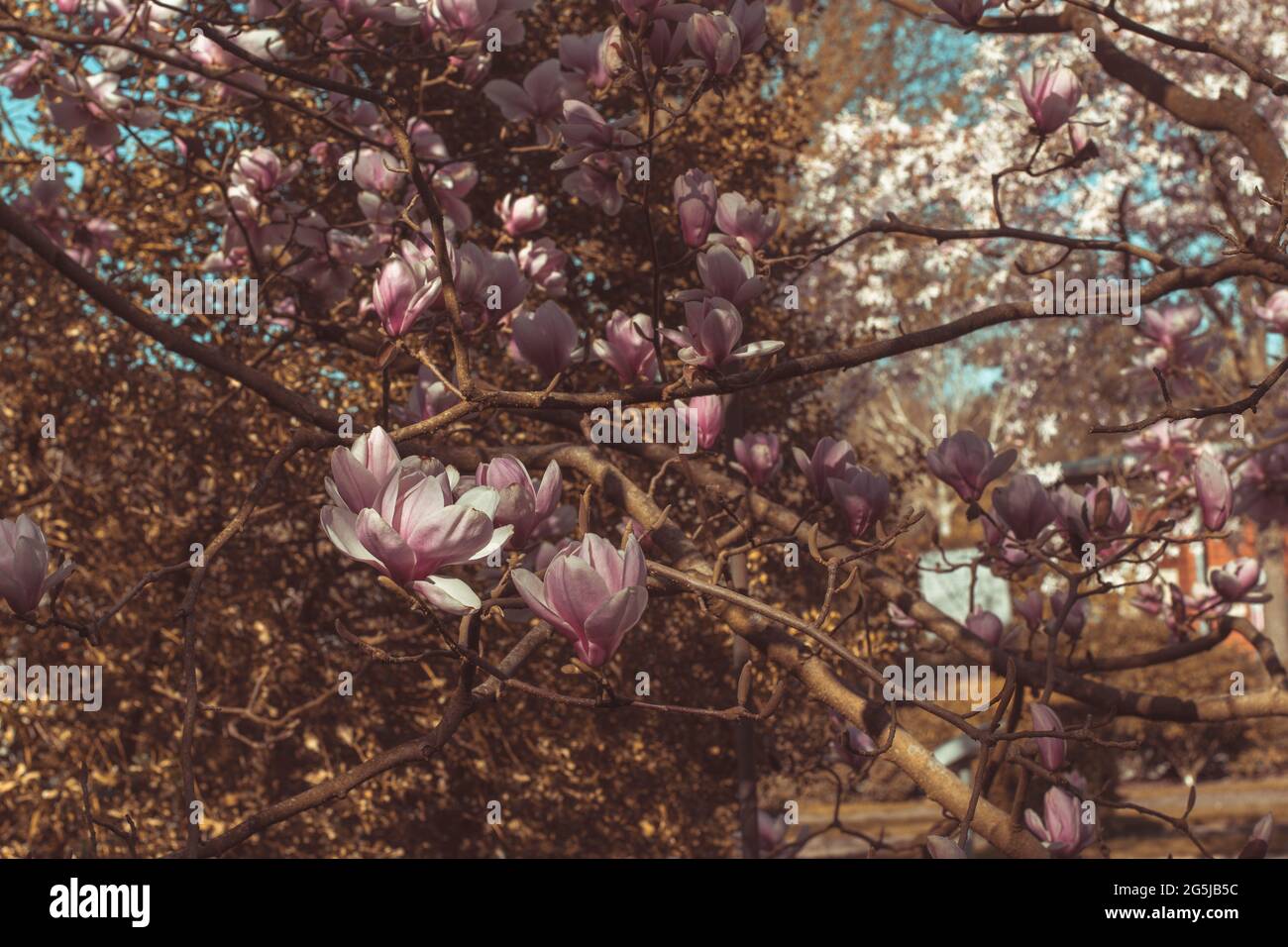 Closeup shot of a Campbell's magnolia tree Stock Photo