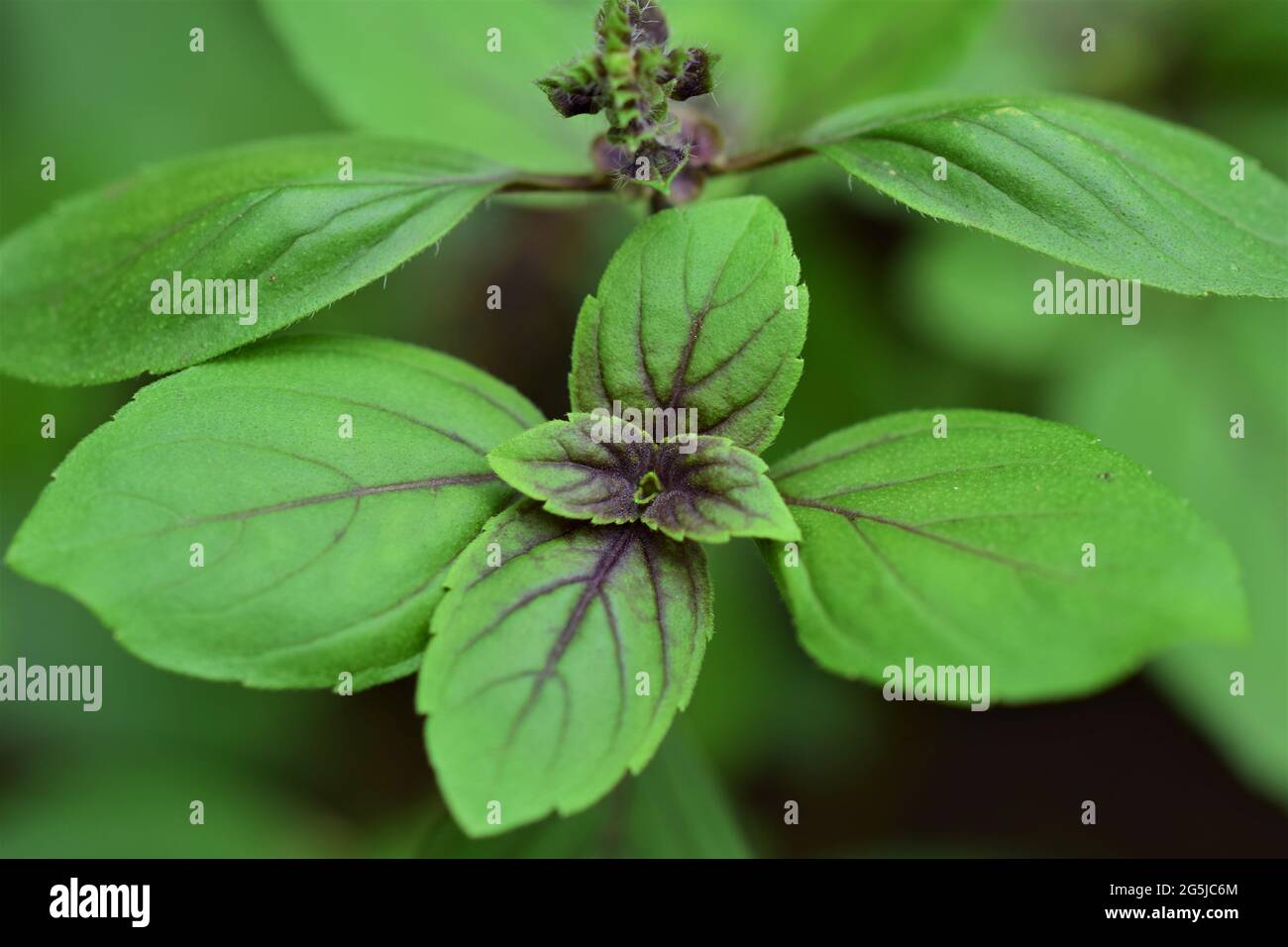 Close up shrub basil hi-res stock photography and images - Alamy