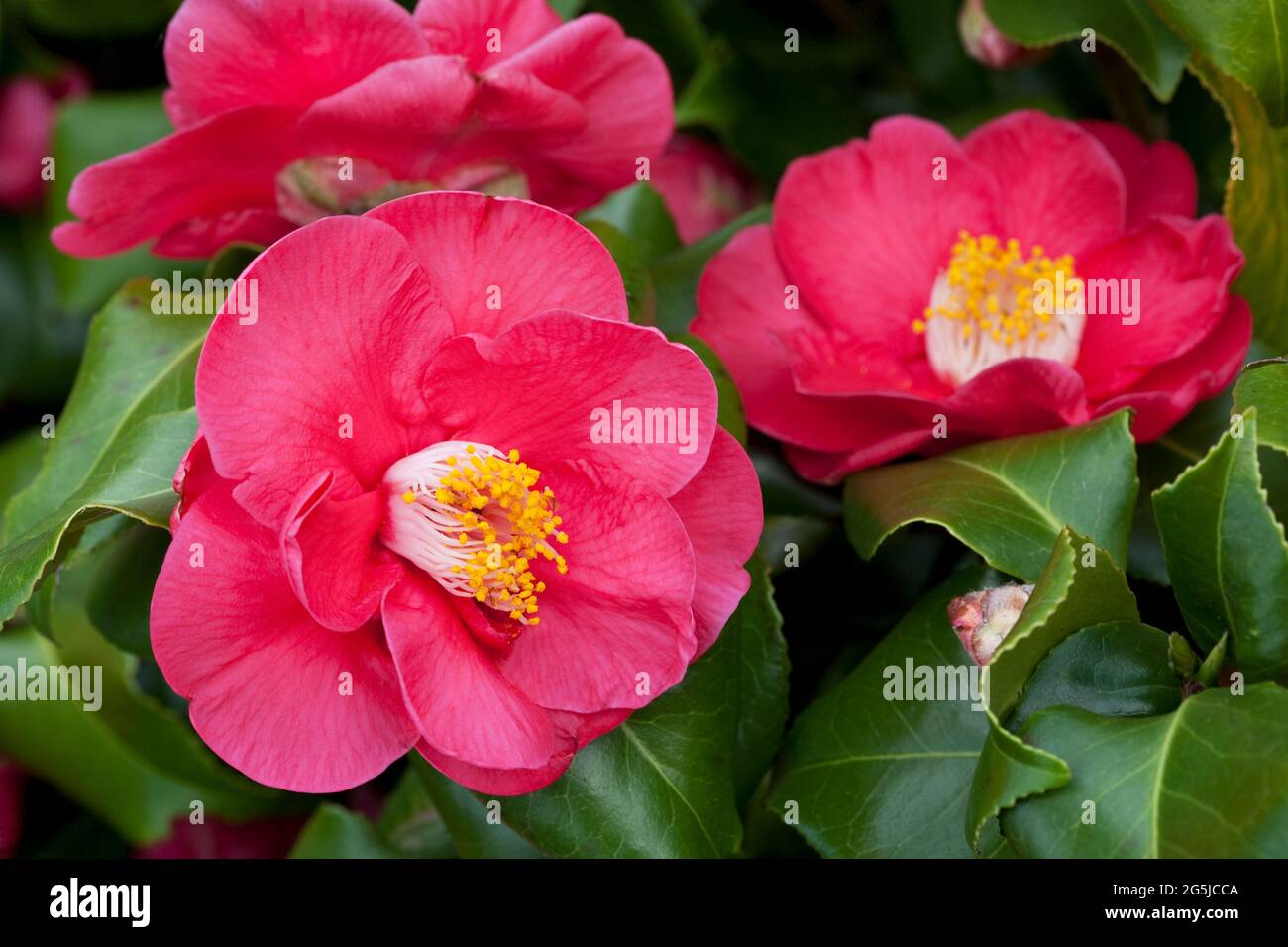 Camellia japonica 'Doctor King' Stock Photo Alamy