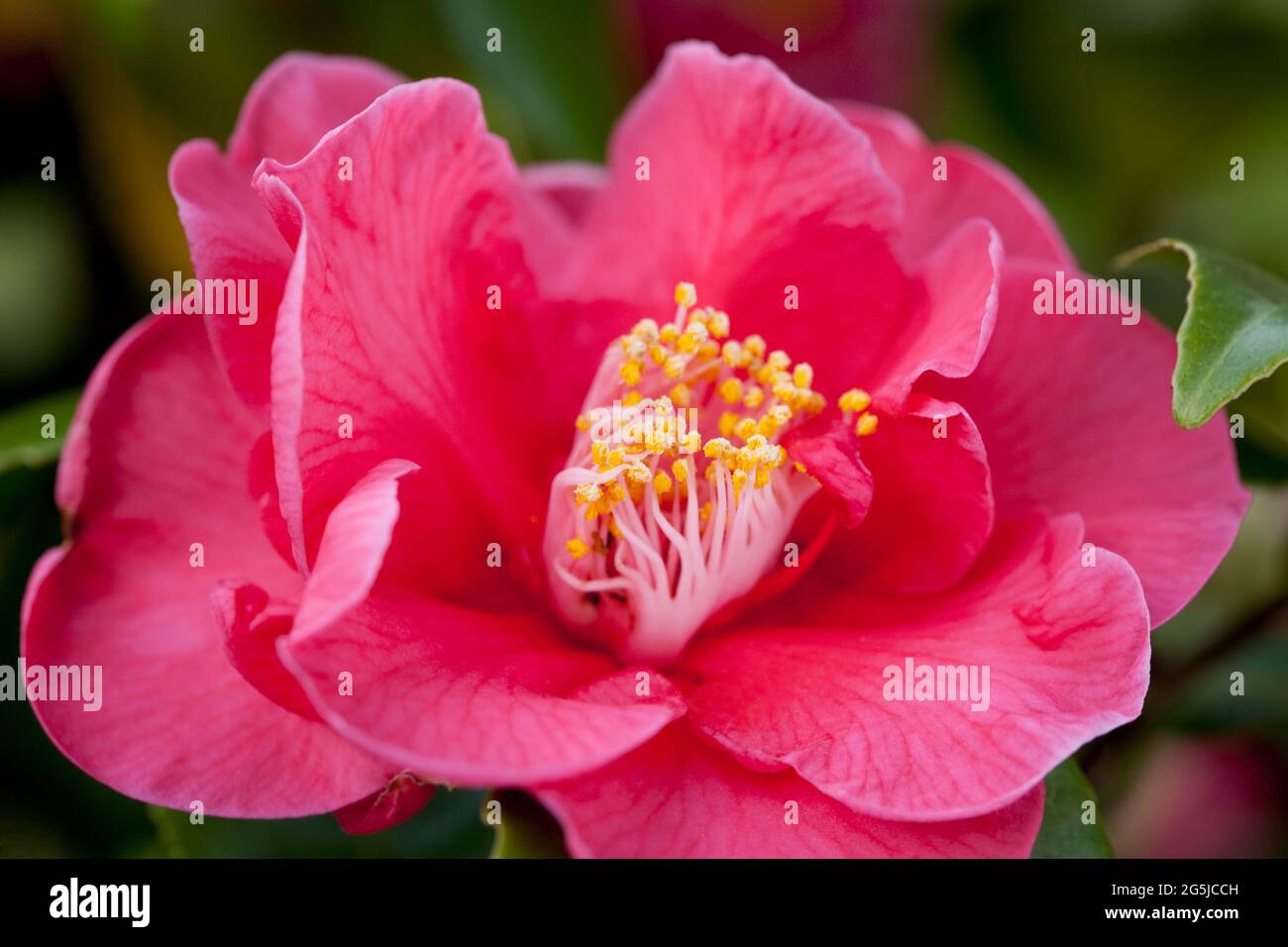 Camellia japonica 'Doctor King' Stock Photo - Alamy