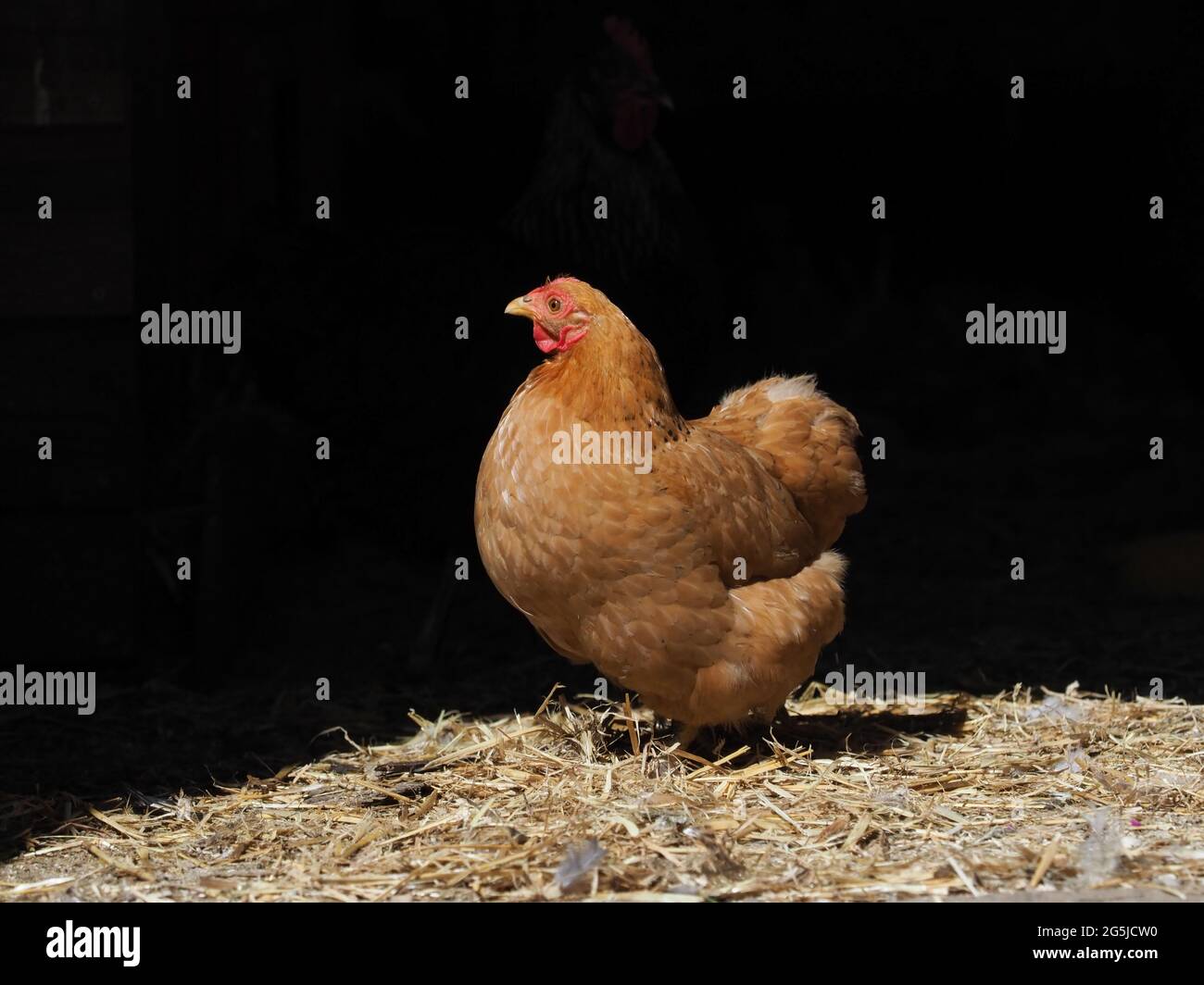 A Rode Island Red hen against a black background. Stock Photo