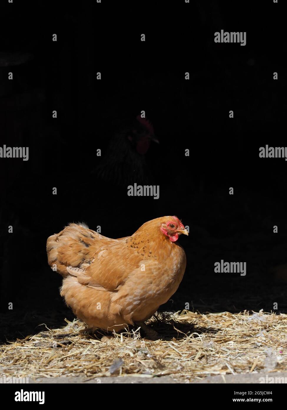 A Rode Island Red hen against a black background. Stock Photo