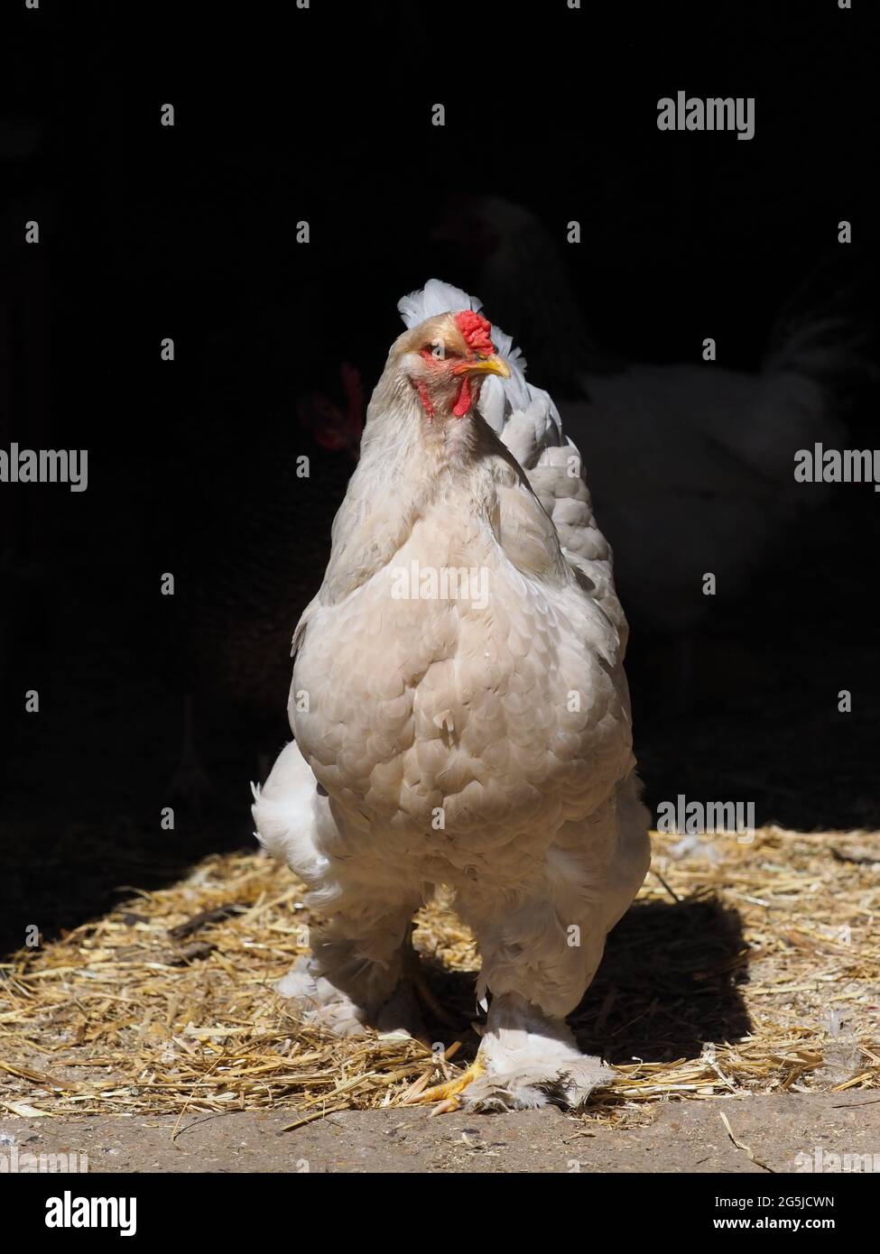 A rare breed cockeral against a black background. Stock Photo