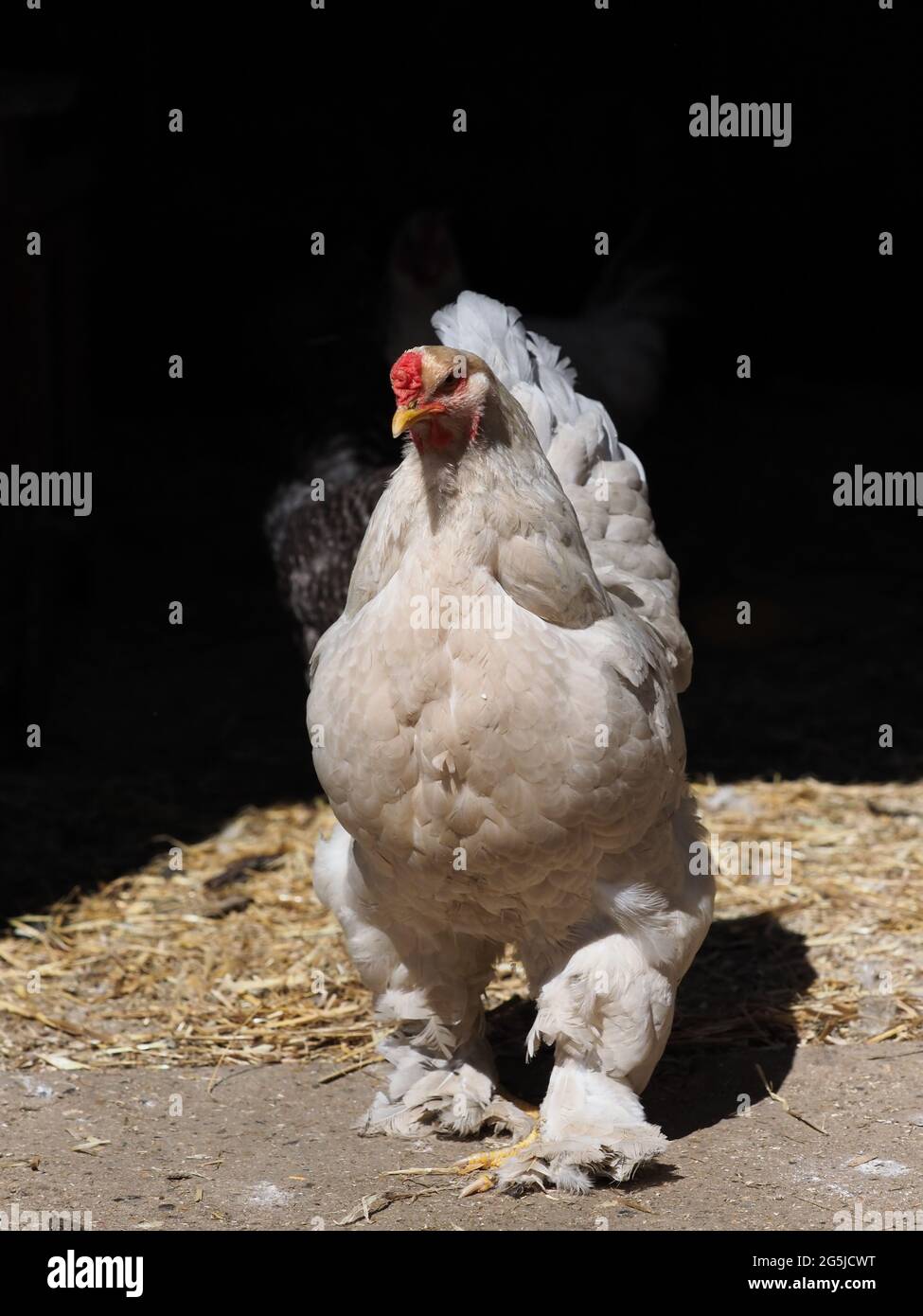 A rare breed cockeral against a black background. Stock Photo