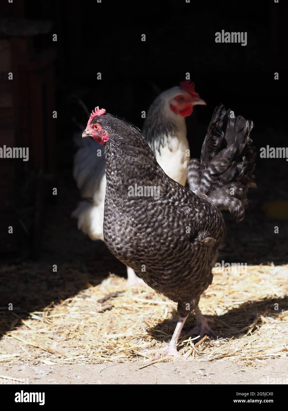 A rare breed hen against a black background. Stock Photo