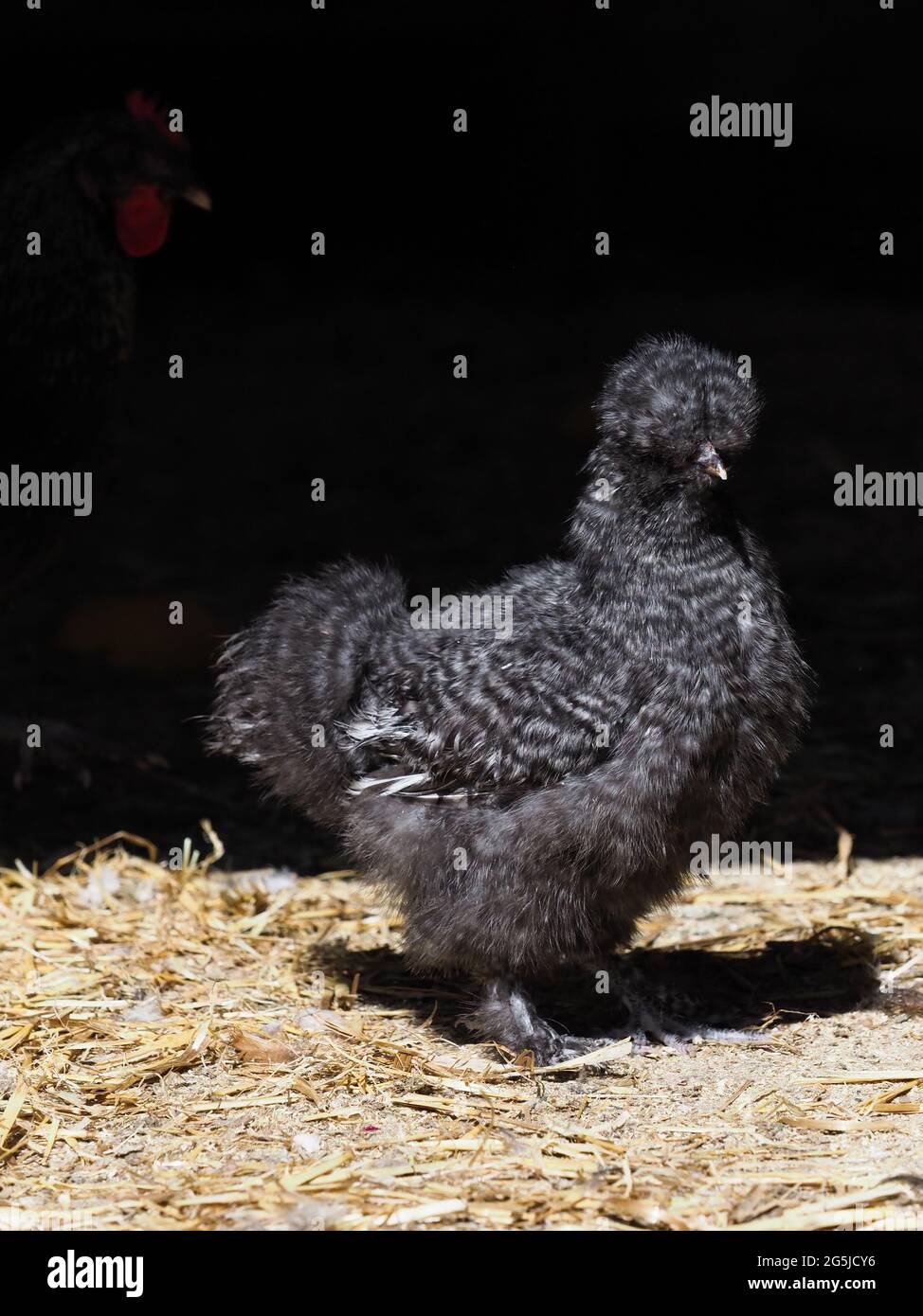 A rare breed chick against a black background. Stock Photo