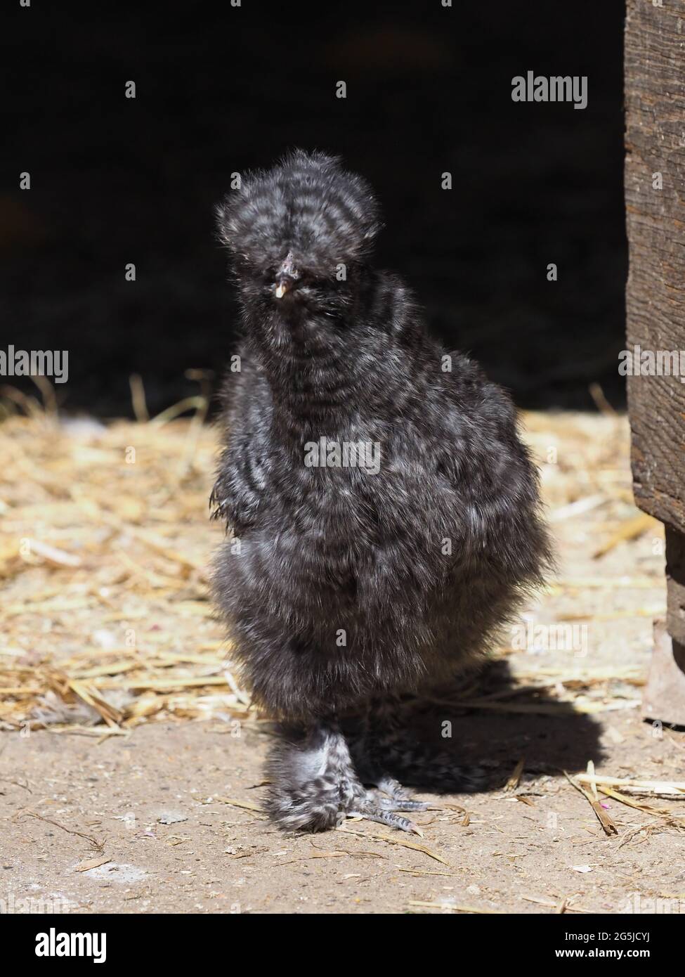 A rare breed chick against a black background. Stock Photo