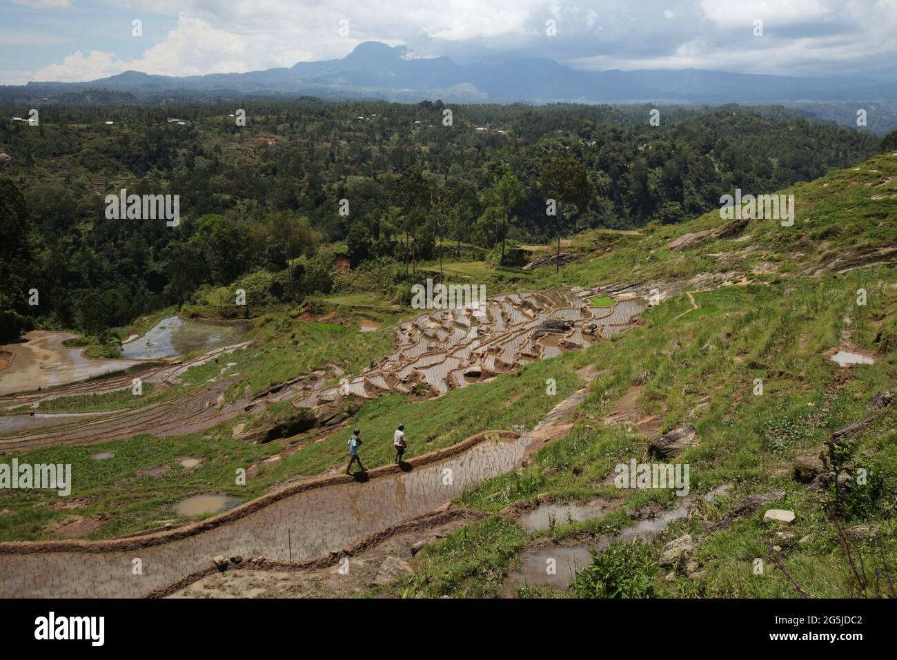 People walking on the embankment of rice paddies on a dry day in October near Bambalu, Tana Toraja, South Sulawesi, Indonesia. Higher temperatures caused by global warming are projected to reduce rice crop yields in Indonesia. Changes in El Nino patterns, that impact the onset and length of the wet season, are also sending agricultural production to a vulnerable status. Developing new, or improved local rice varieties that more resilient--echoing recent studies in other countries--could be one of the keys to mitigate. Stock Photo