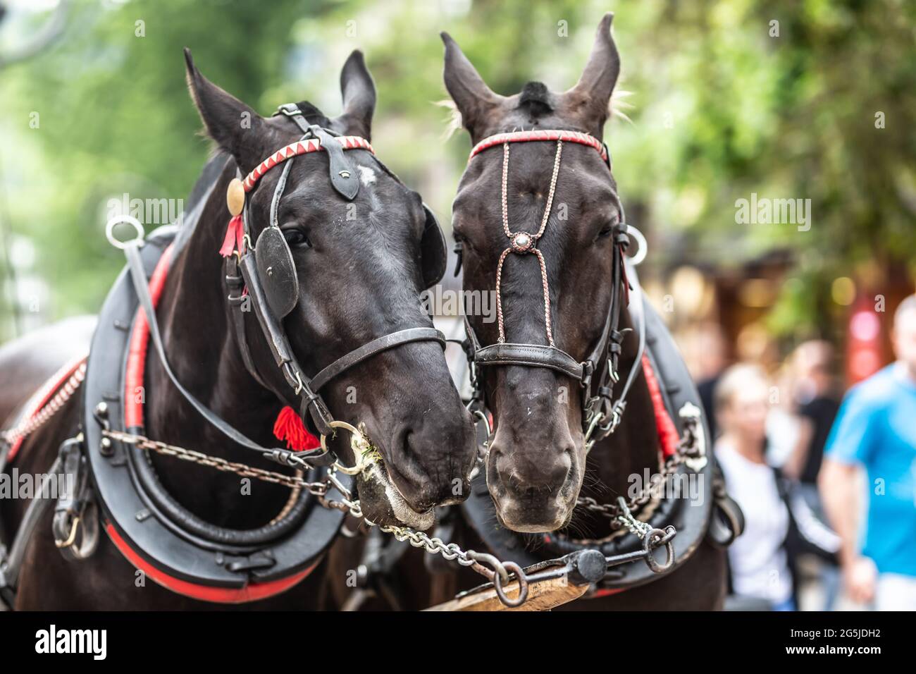 Couple of black horses put their heads in harness together in a busy