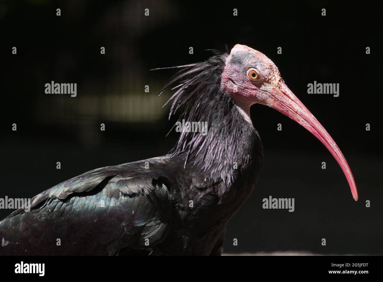 Vogel, Bird, Waldvogel, Birds, Geronticus eremita, Northern bald ibis, ornythology, black, nero, schwarz, fauna, Waldrapp, Stock Photo