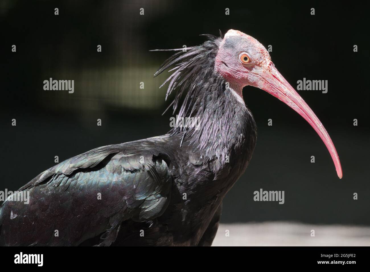 Vogel, Bird, Waldvogel, Birds, Geronticus eremita, Northern bald ibis, ornythology, black, nero, schwarz, fauna, Waldrapp, Stock Photo