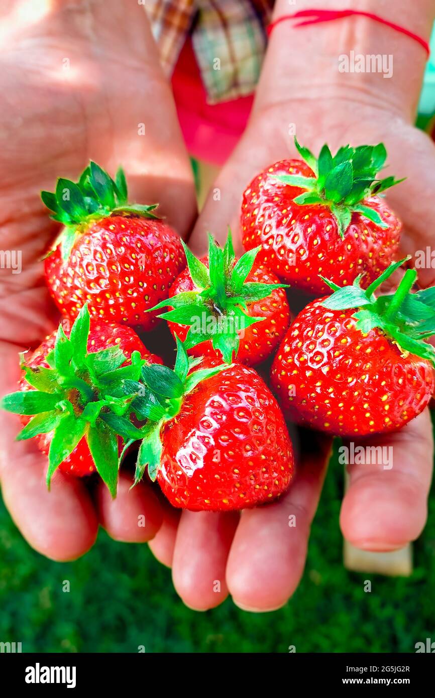 The white shirt woman holding many fresh strawberries in her hands with ...
