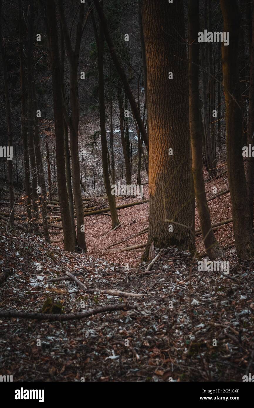 Downhill view from mountain in middle of forest with trees around at dark autumn evening Stock Photo