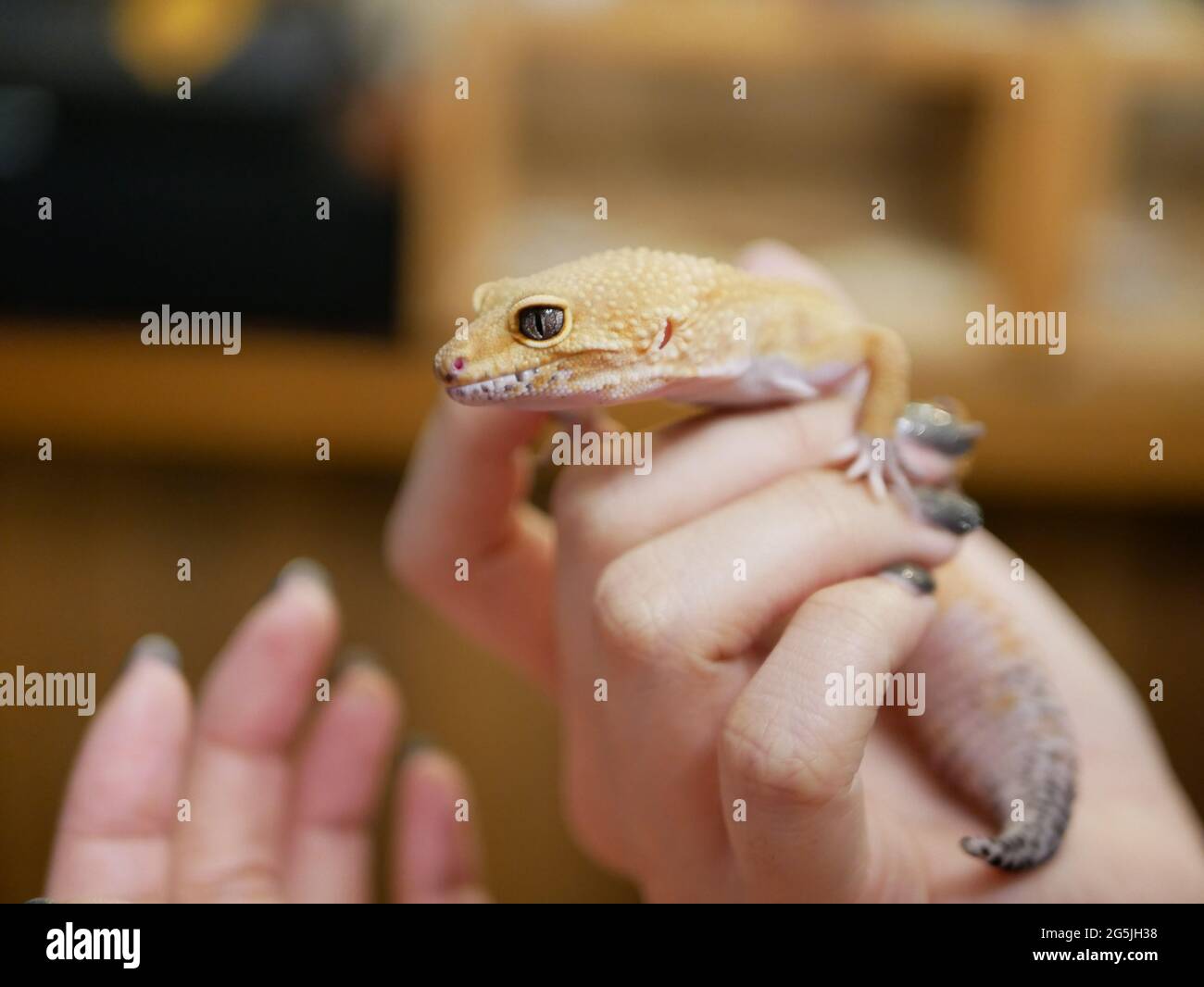 Leopard gecko in focus Stock Photo