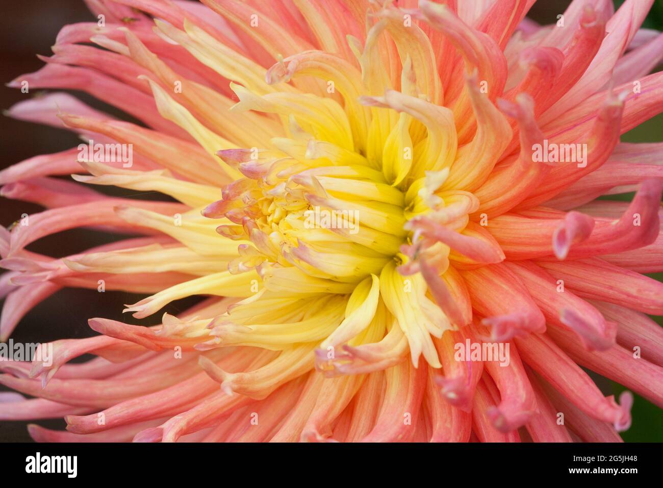 Dahlia ‘Alfred Grille’ Stock Photo - Alamy