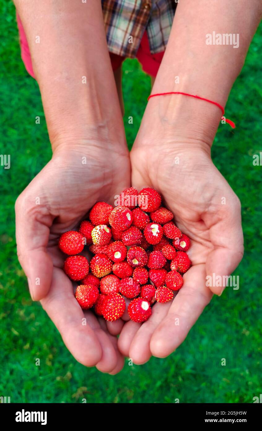 The white shirt woman holding many fresh strawberries in her hands with ...