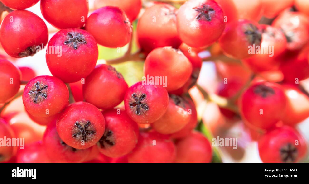 Closeup shot mountain ash hi-res stock photography and images - Alamy
