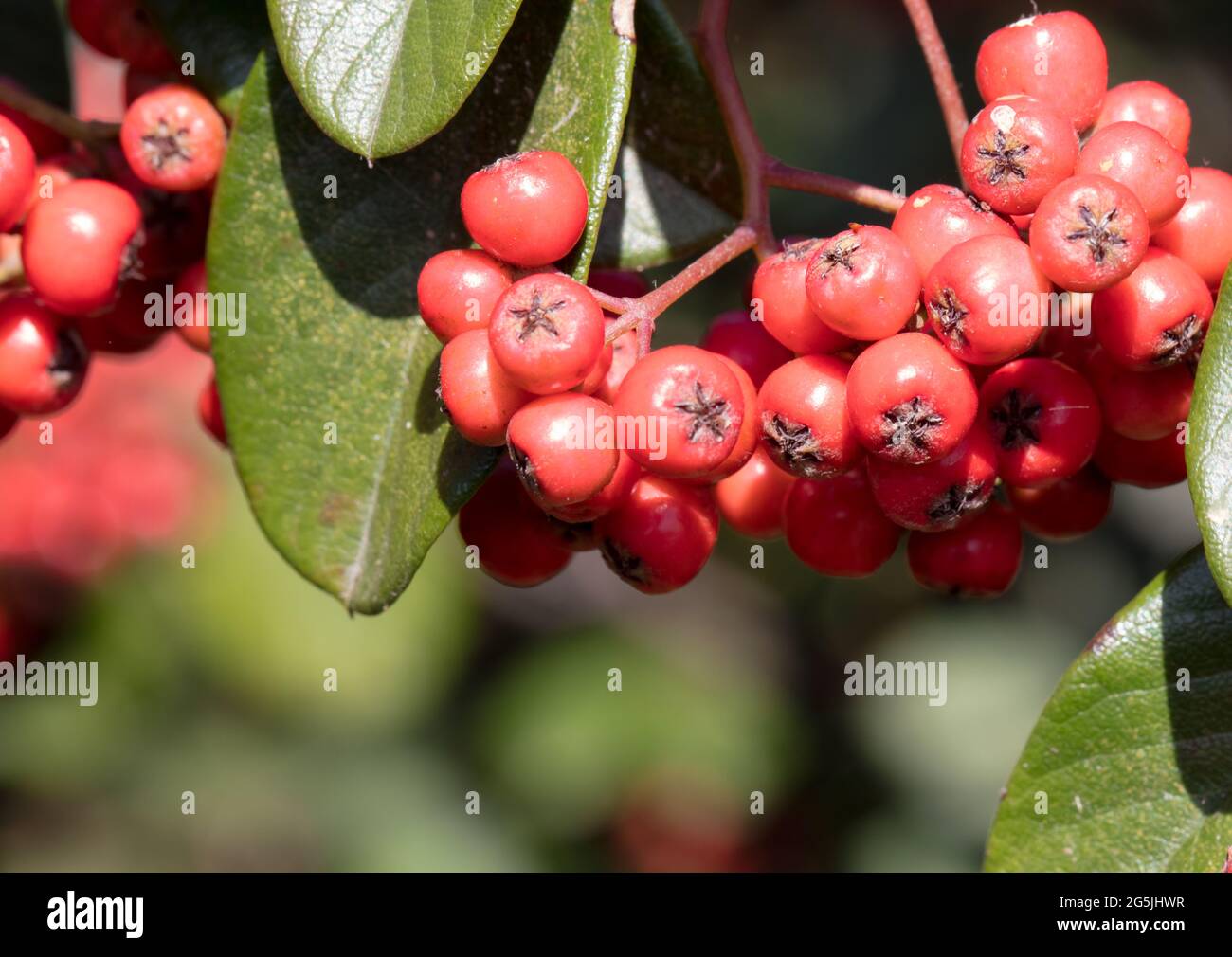 Closeup shot mountain ash hi-res stock photography and images - Alamy