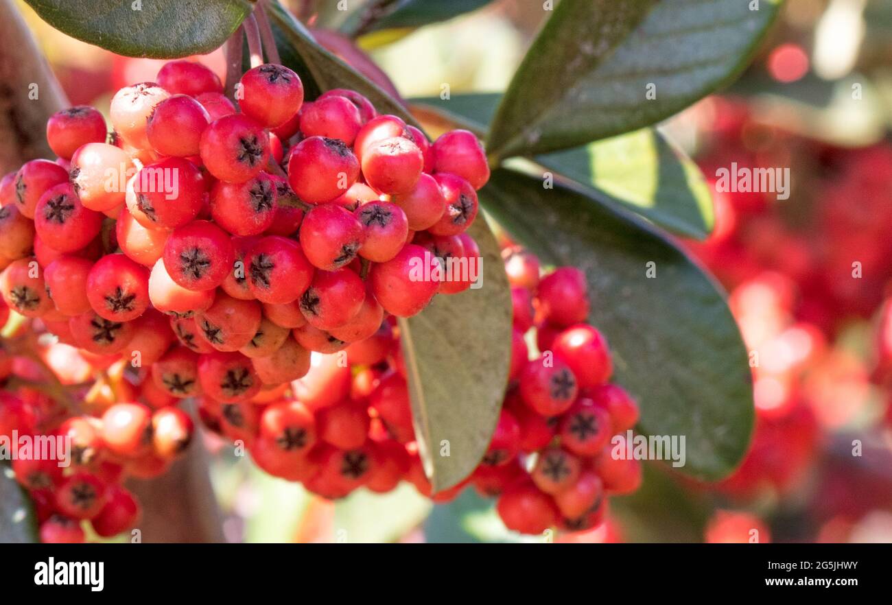Closeup shot mountain ash hi-res stock photography and images - Alamy