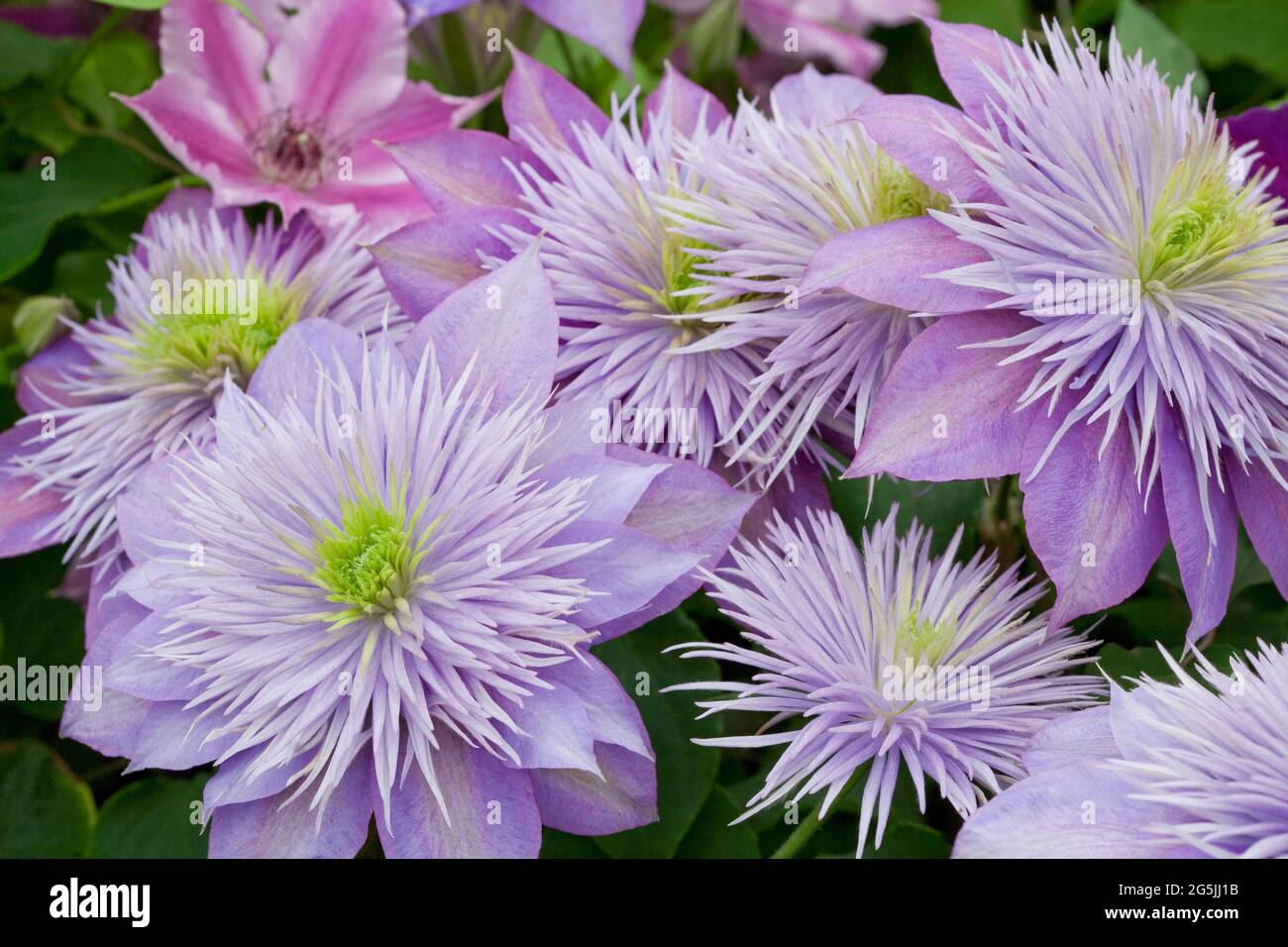 Clematis 'Crystal Fountain' Stock Photo - Alamy
