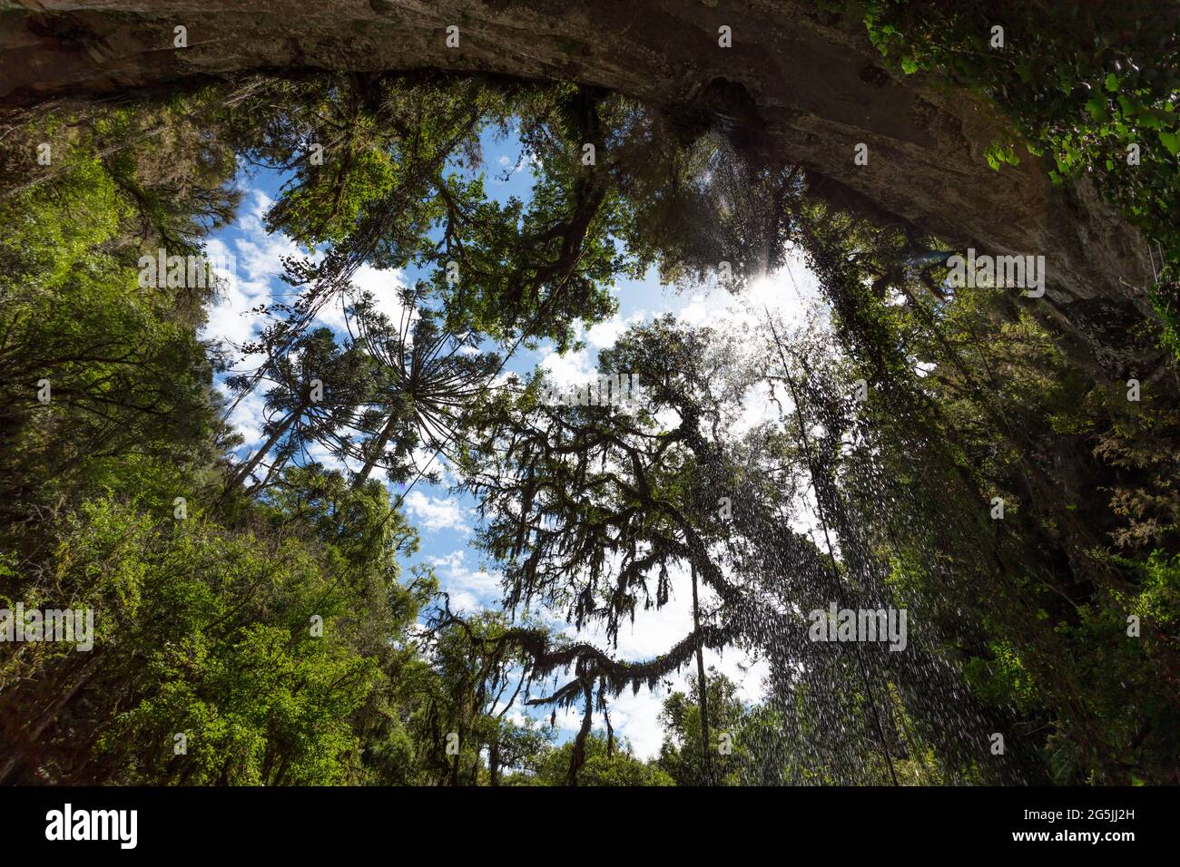 Branches of green trees in a forest against the blue sky Stock Photo ...